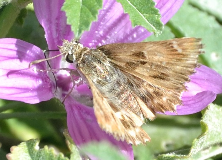 Carcharodus alceae, finalmente