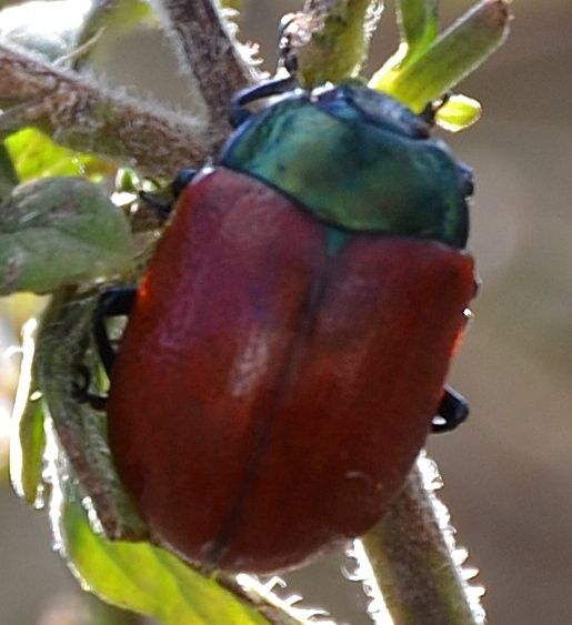 Chrysolina grossa