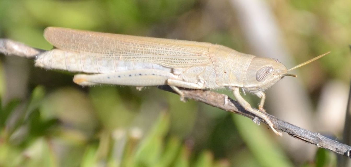 Anacridium aegyptium? No. Tropidopola cylindrica