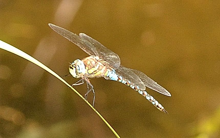 Aeshna mixta