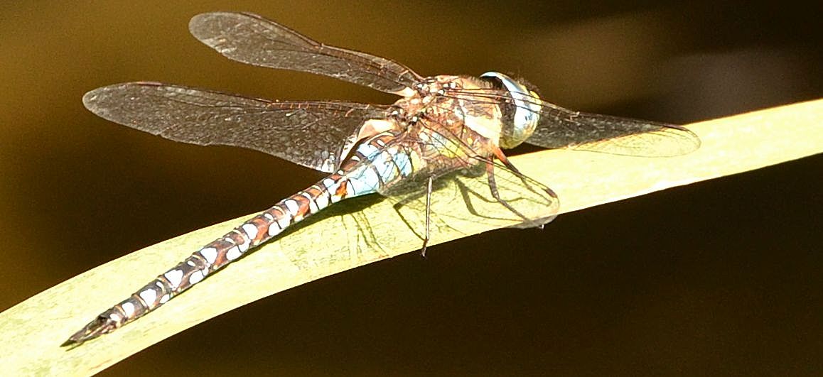 Aeshna mixta