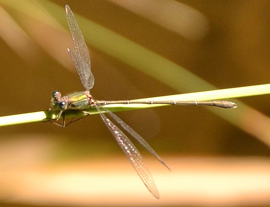 Chalcolestes viridis o parvidens