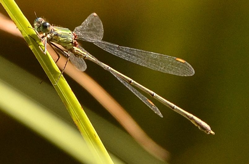 Chalcolestes viridis o parvidens