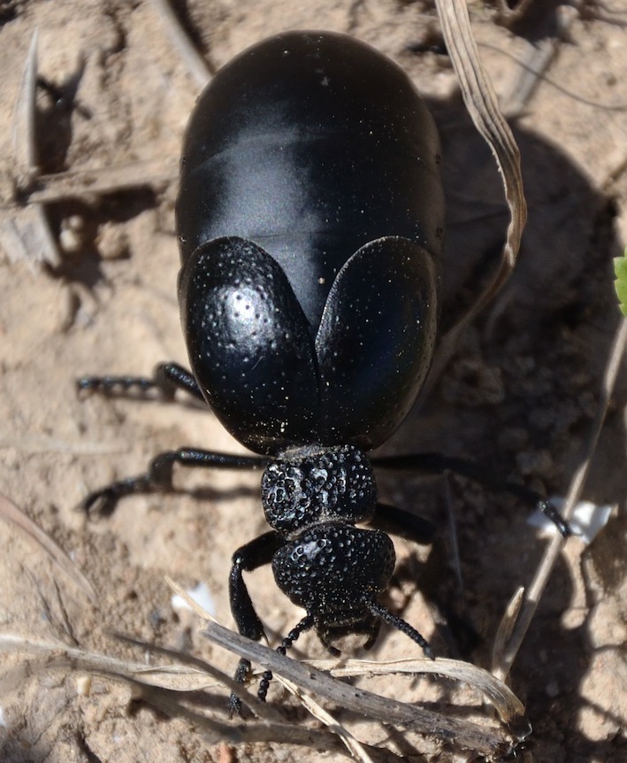 Meloe cicatricosus femmina?