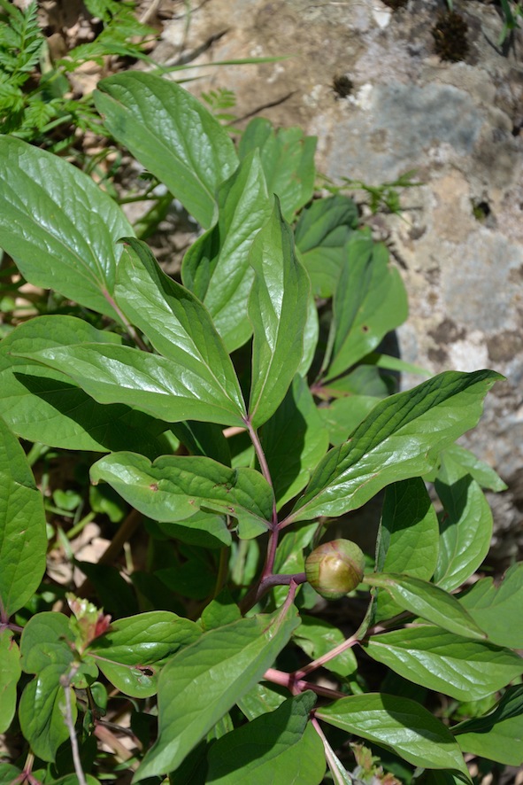 Paeonia mascula