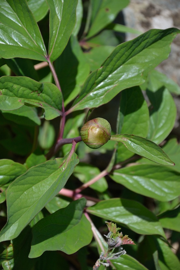 Paeonia mascula