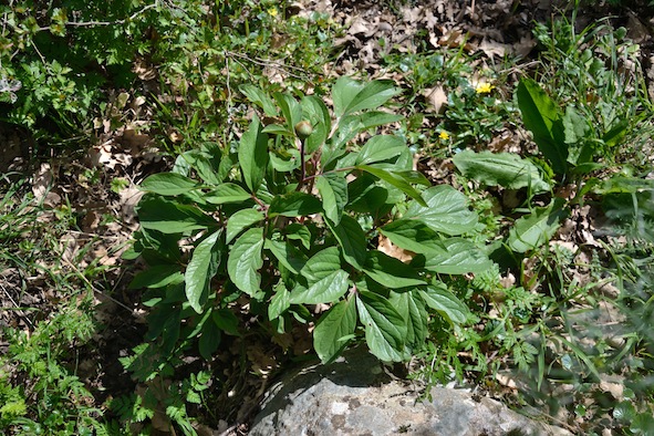 Paeonia mascula