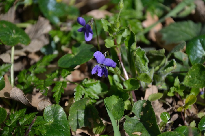 Viola alba Besser subsp. dehnhardtii (Ten.) W. Becker