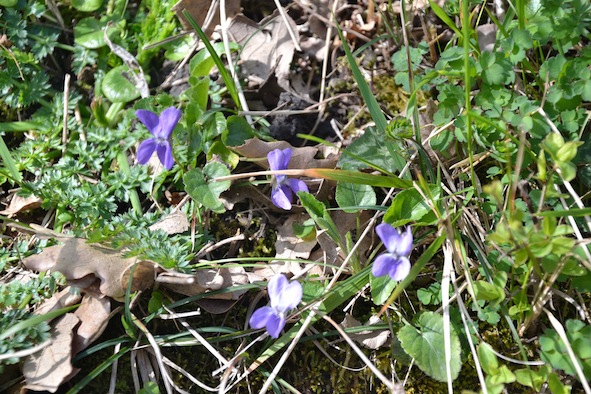 Viola alba Besser subsp. dehnhardtii (Ten.) W. Becker