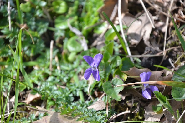 Viola alba Besser subsp. dehnhardtii (Ten.) W. Becker