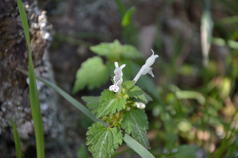 Lamium bifidum