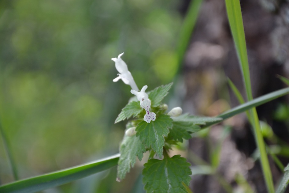 Lamium bifidum