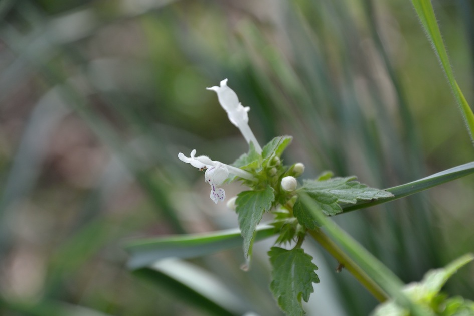 Lamium bifidum