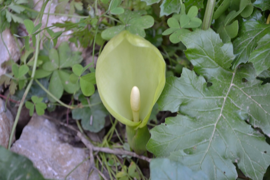 Arum italicum