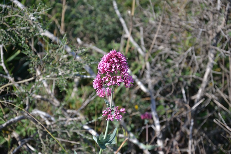 Centranthus ruber