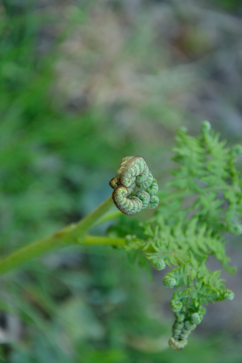 Pteridium aquilinum