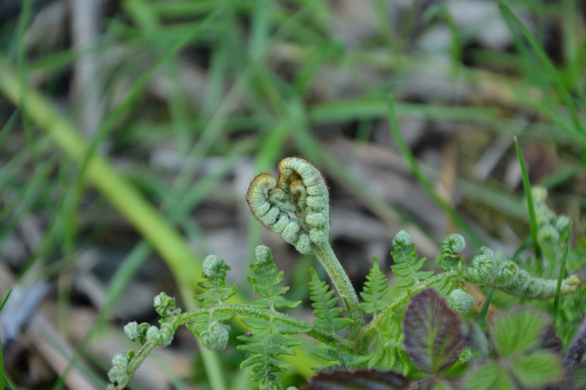 Pteridium aquilinum