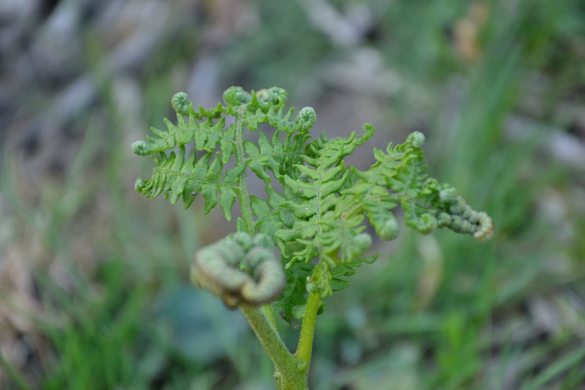 Pteridium aquilinum