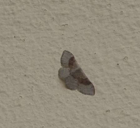 la solita Idaea filicata?