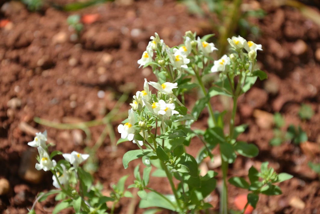 Linaria reflexa var. castelli