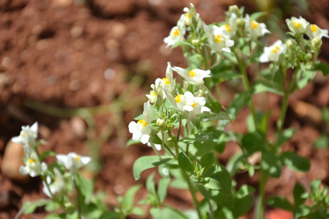 Linaria reflexa var. castelli