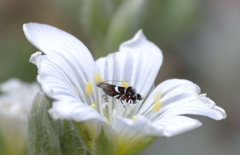 Glyphipterigidae: Glyphipterix sp.