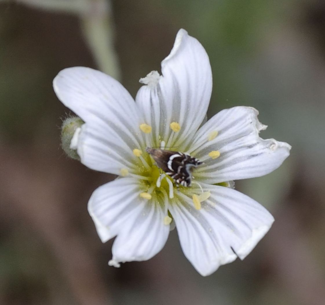 Glyphipterigidae: Glyphipterix sp.