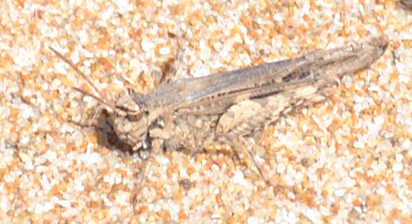 Acrotylus sp.