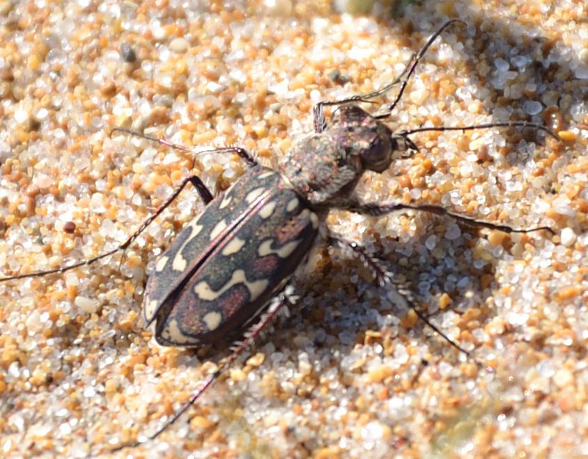 Lophyra flexuosa?