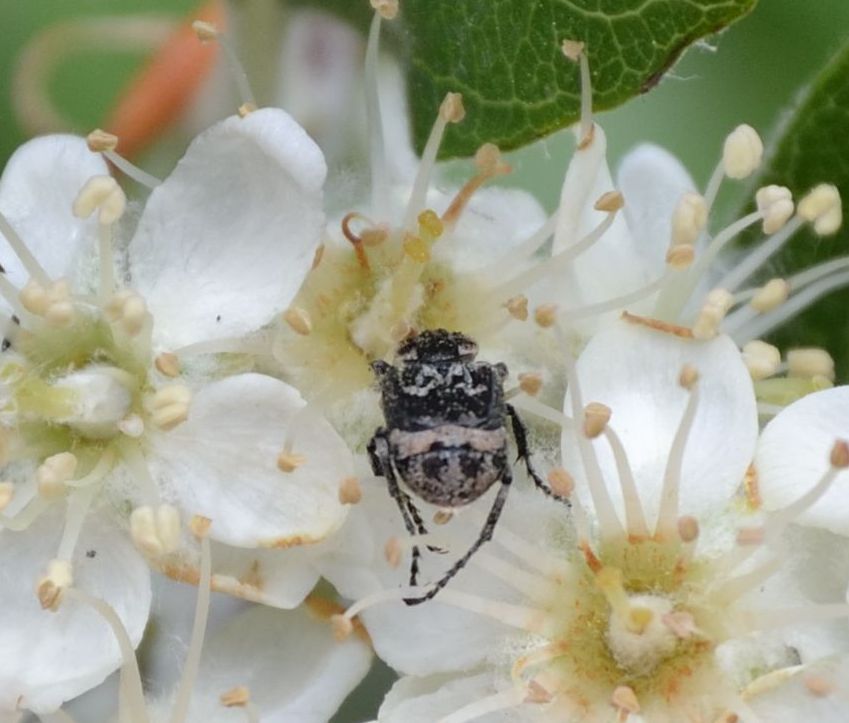 cetonide: Valgus hemipterus, maschio