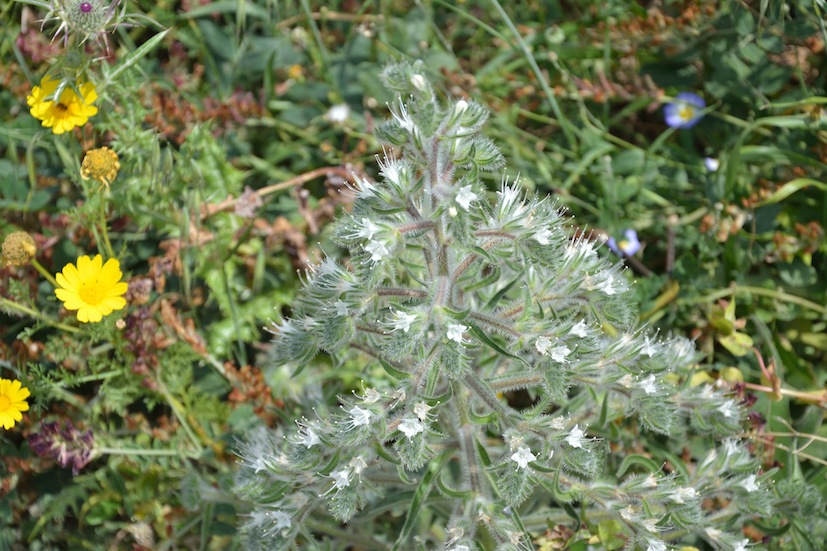 Echium italicum subsp. siculum