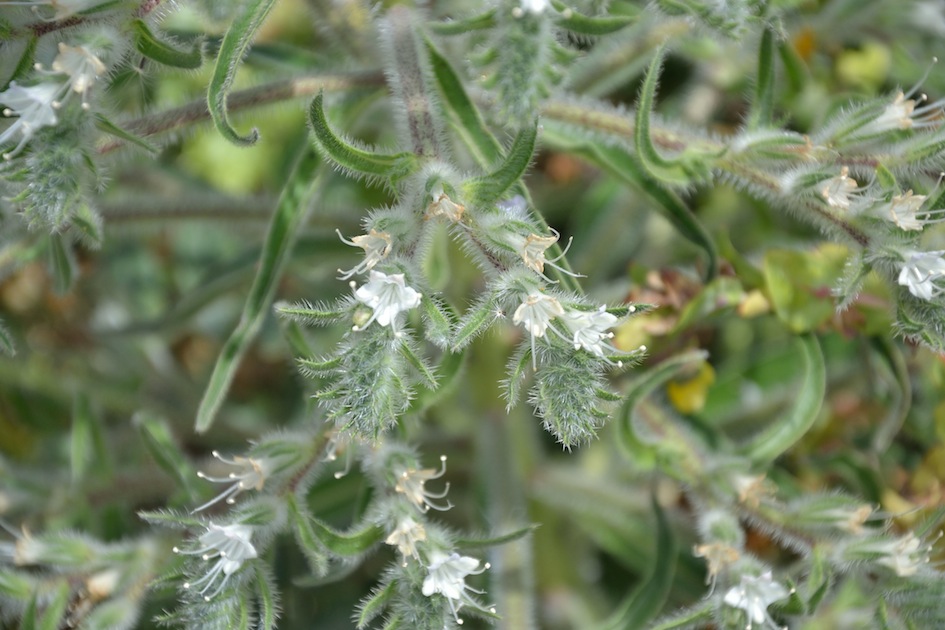 Echium italicum subsp. siculum