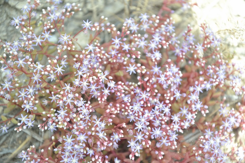 Sedum caeruleum