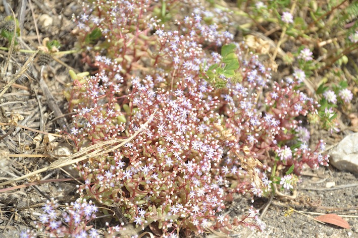 Sedum caeruleum