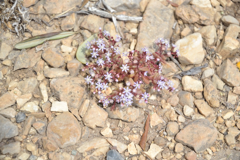 Sedum caeruleum