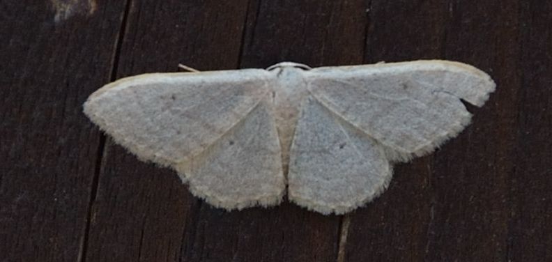 Idaea?