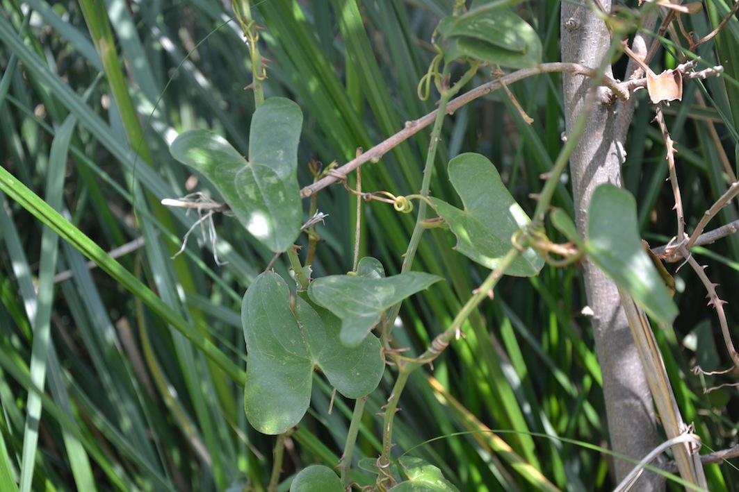 Smilax aspera