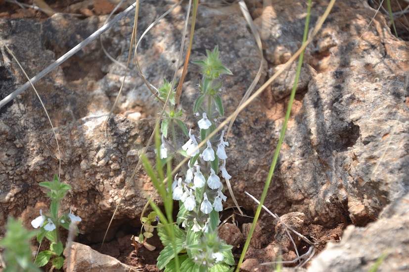 Lamiacea: Sideritis romana