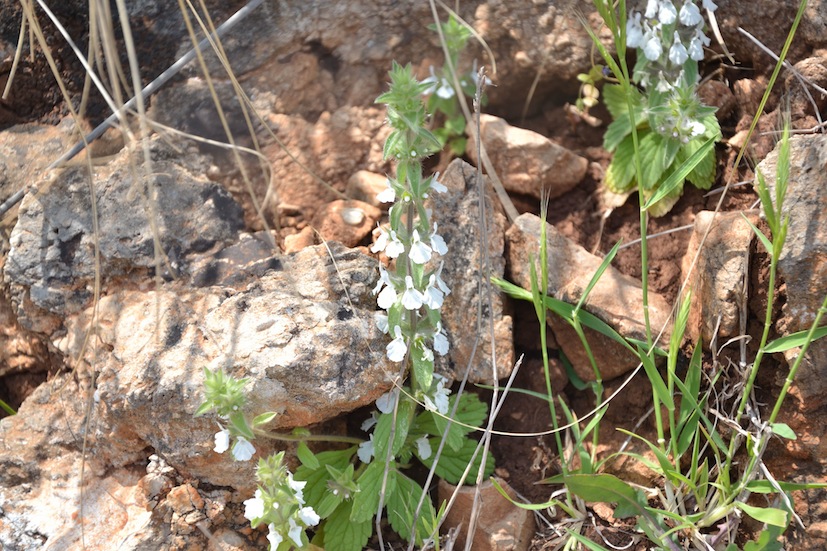 Lamiacea: Sideritis romana