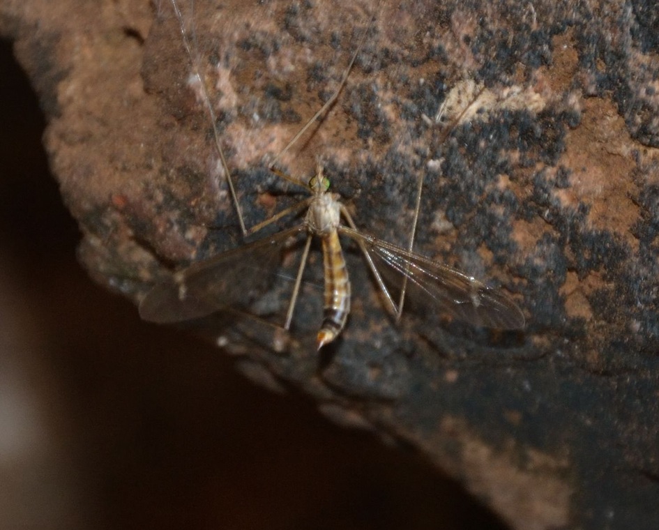 tipula troglofila?