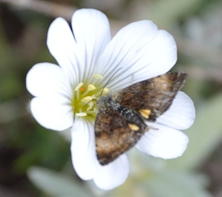 Panemeria tenebrata