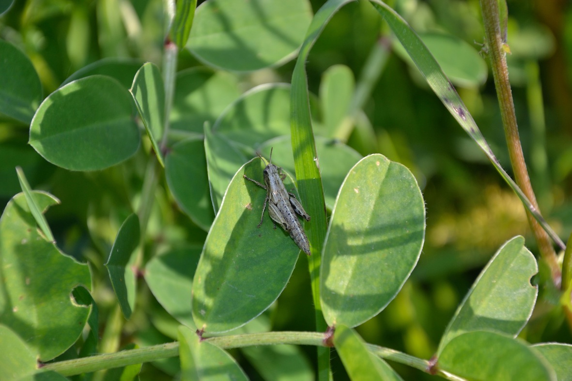 Ninfa di Acrididae