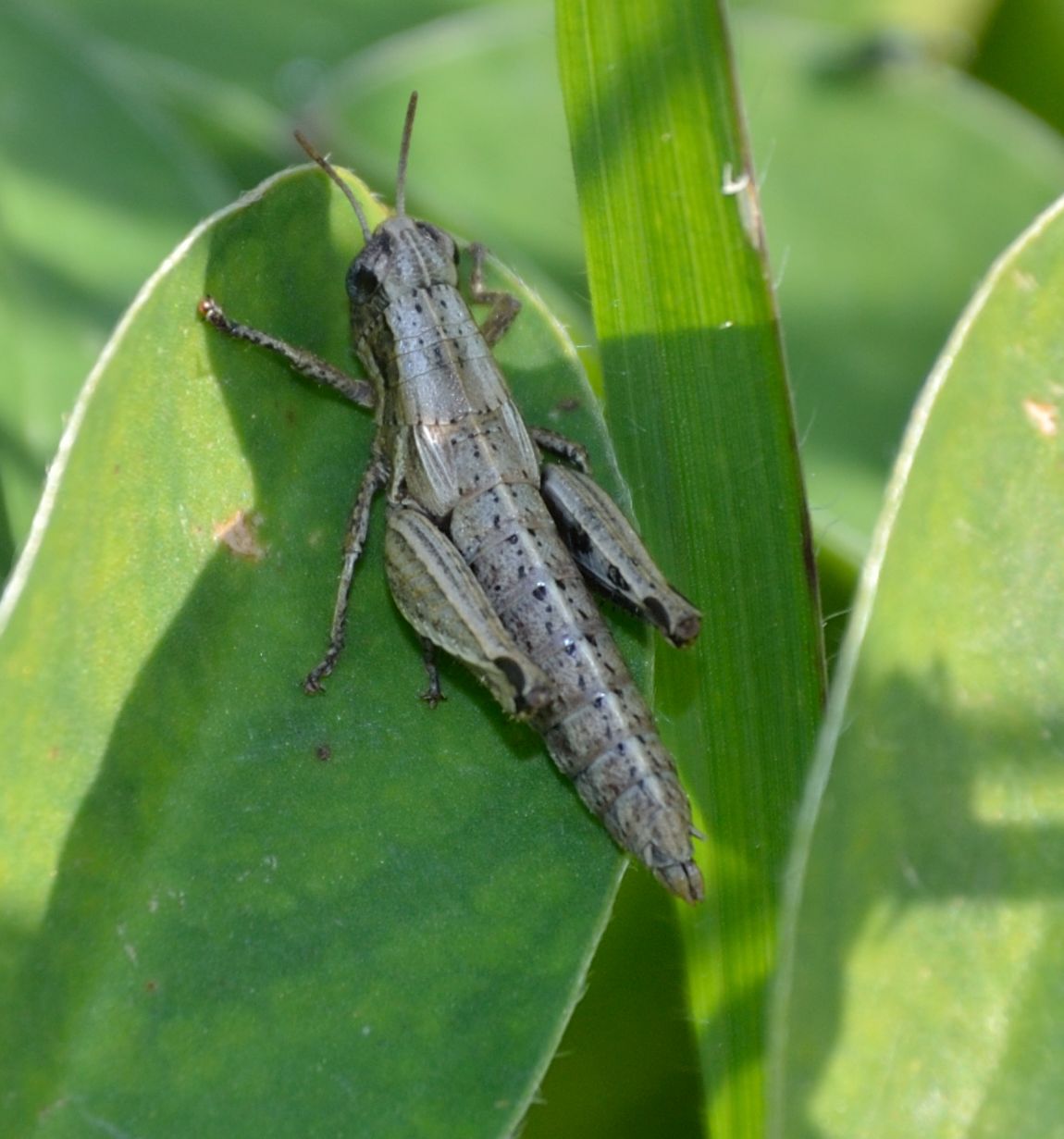 Ninfa di Acrididae