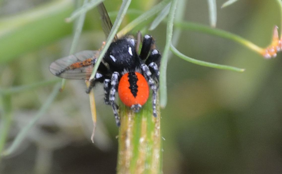 Philaeus chrysops