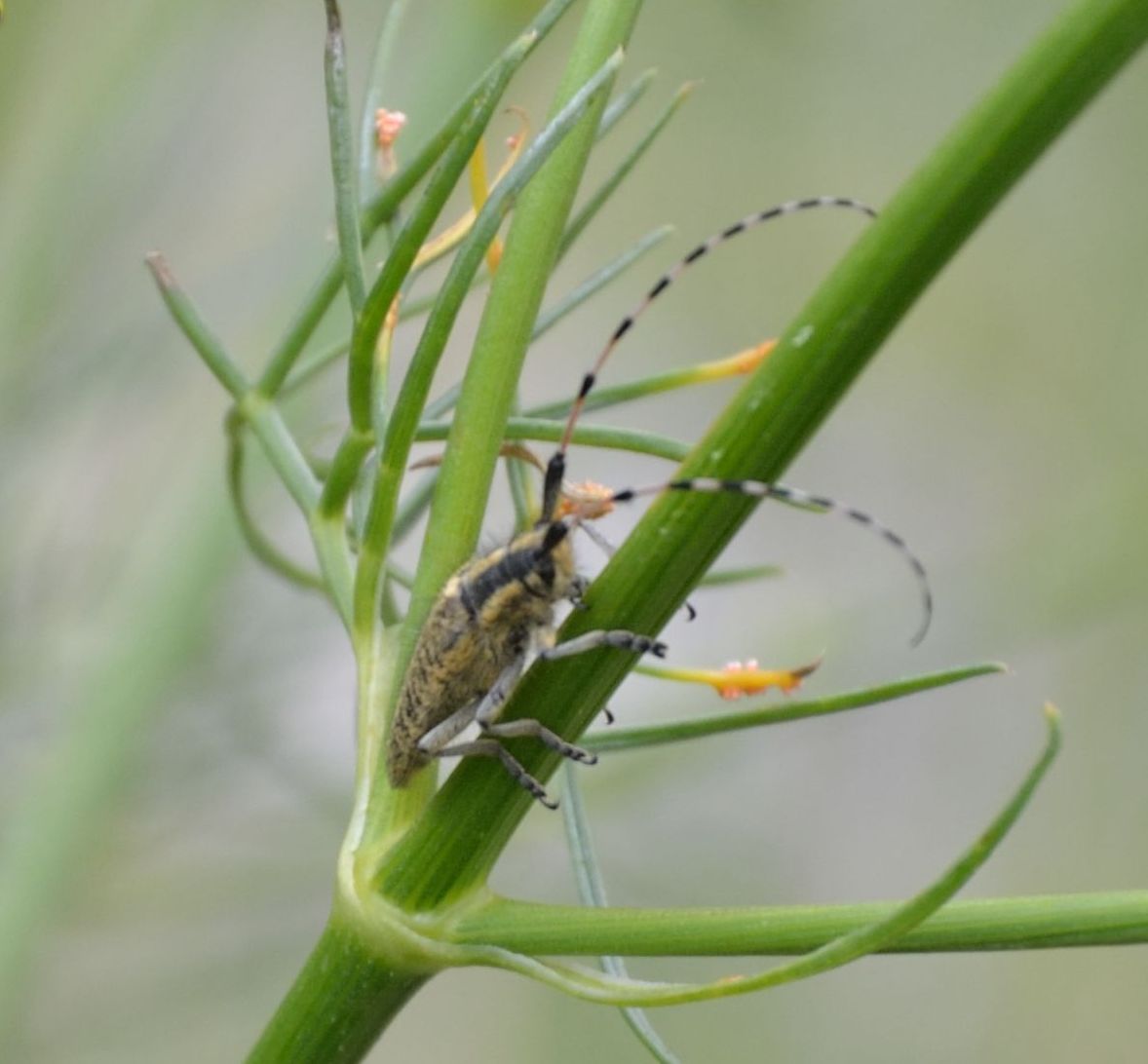 Agapanthia sicula sicula