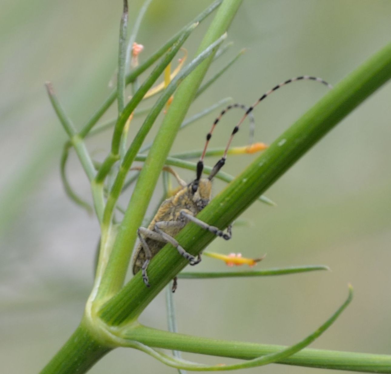 Agapanthia sicula sicula