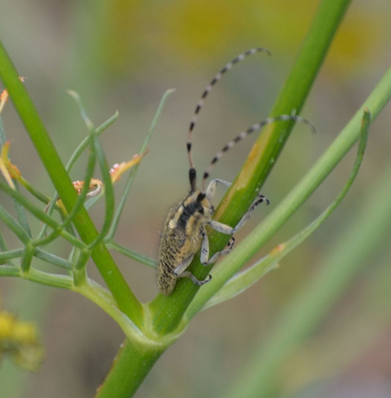 Agapanthia sicula sicula