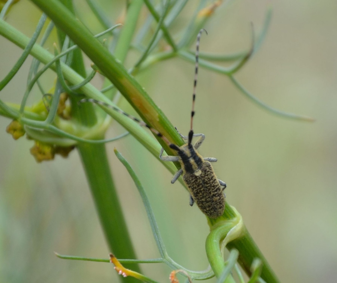 Agapanthia sicula sicula