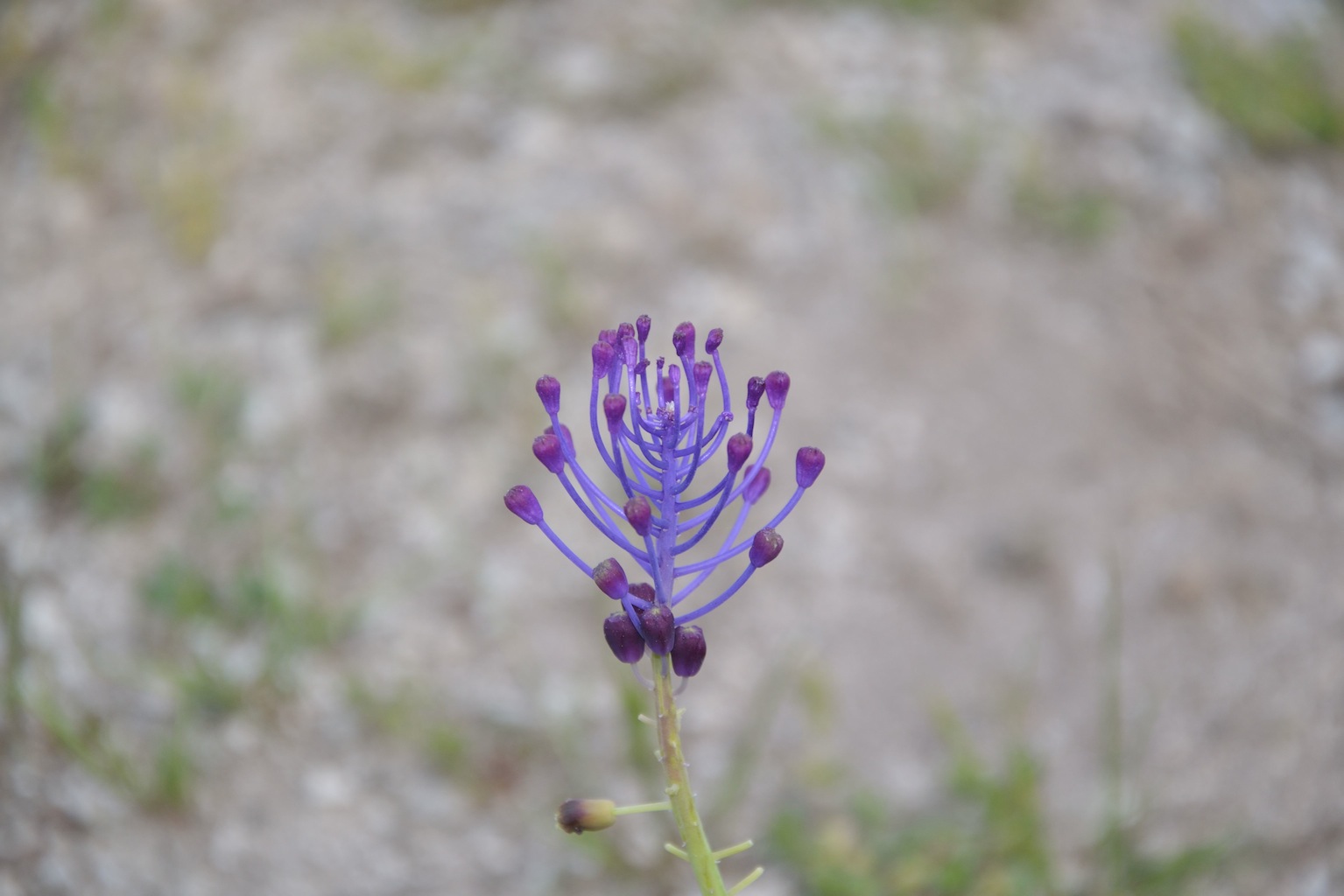 Muscari comosum