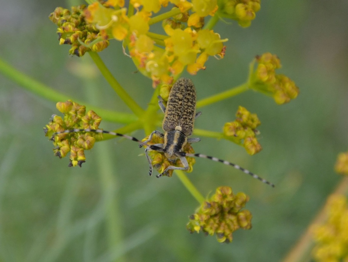 Agapanthia sicula sicula